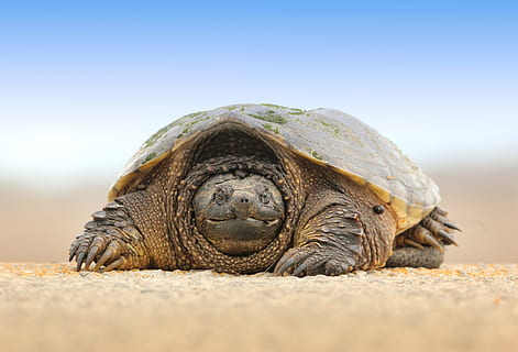 grila de nisip gri, tortoise fotografie, testoasa, fotografie, broasca testoasa, animal, târâtoare, coajă de animale, natură, animale sălbatice, nisip, crawling, animale și animale de companie, specii pe cale de dispariție, un animal, animale în sălbăticie, Pericol, animale tematice, teren, nici o persoana, animale vertebrate, selectiv, plajă, zi, coajă, a închide, mare, în aer liber, suprafață, marin, tortoise shell, 4K, CC0, domeniu public, fără drepturi de autor