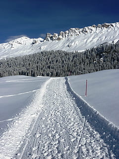 inverno, la neve, invernale, freddo, paesaggio, nevoso, Freddo inverno, Svizzera, Grigioni, Parpan, natura, pista, bianca, giorno d'inverno, percorso migratorio, temperatura fredda, bellezza nella natura, scenics - natura, scena tranquilla, Colore bianco, la tranquillità, copertura, nessuno, giorno, ambiente, congelato, pianta, montagna innevata, cielo, campo, all'aperto, neve polverosa, 2K, CC0, dominio pubblico, privo di copyright