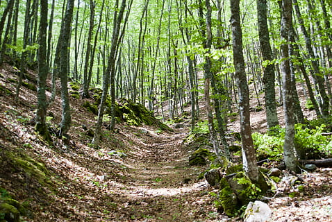 floresta, governanta, natureza, Primavera, sai, árvore, tronco de árvore, ao ar livre, plantar, terra, tranquilidade, beleza na natureza, cena tranquila, crescimento, tronco, ninguém, cena não urbana, scenics - natureza, dia, trilha, luz solar, cor verde, meio Ambiente, bambu - planta, 4K, CC0, domínio público, royalty free