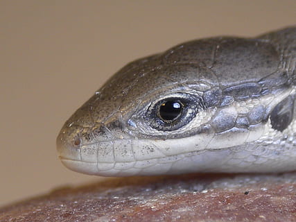 lucertola, insetto, macro, rettile, animale, natura, scala animale, avvicinamento, carnivoro, un animale, pesce, fauna selvatica, testa di animale, nessuno, vertebrato, temi animali, parte del corpo animale, animali allo stato selvatico, occhio, concentrarsi sulle conoscenze acquisite, occhio animale, giorno, analizzare, cercare, guardare, all'aperto, 2K, CC0, dominio pubblico, privo di copyright