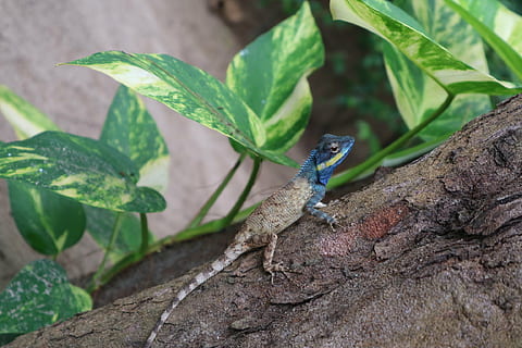 full, verd, jungla, llangardaix, salvatge, tropical, colorit, pell, ull, zoo, bosc, iguana, drac, cos, petit, estiu, naturalesa, vida salvatge, rèptil, arbre, gecko, marró, animal, un animal, temes d'animals, fauna animal, animals a la natura, part de la planta, planta, color verd, cap gent, primer pla, insecte, invertebrat, vertebrats, creixement, centrar-se en primer pla, a l'aire lliure, 1080P, CC0, domini públic, lliure de regalies