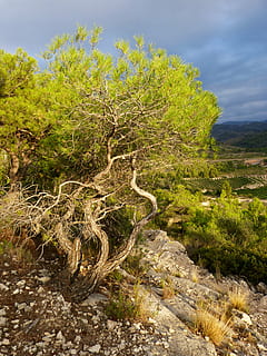 furu, stein, dramatisk, solnedgang, himmel, storm, anlegg, tre, skjønnhet i naturen, naturskjønnhet - natur, ro, natur, ingen folk, miljø, landskap, dag, rolig scene, sky - himmel, grønn farge, ikke-urbane scene, land, vekst, utendørs, vann, skog, 4K, CC0, offentlig domene, opphavsrett gratis