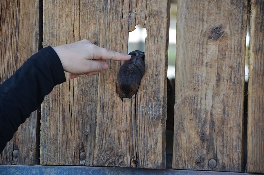 cabra, dedo, divertido, granja, material de madera, mano humana, mano, una persona, parte del cuerpo humano, vertebrado, un animal, gente real, fauna animal, pájaro, participación, día, actividad de ocio, comida, parte del cuerpo, animales en la naturaleza, estilos de vida, al aire libre, 1080P