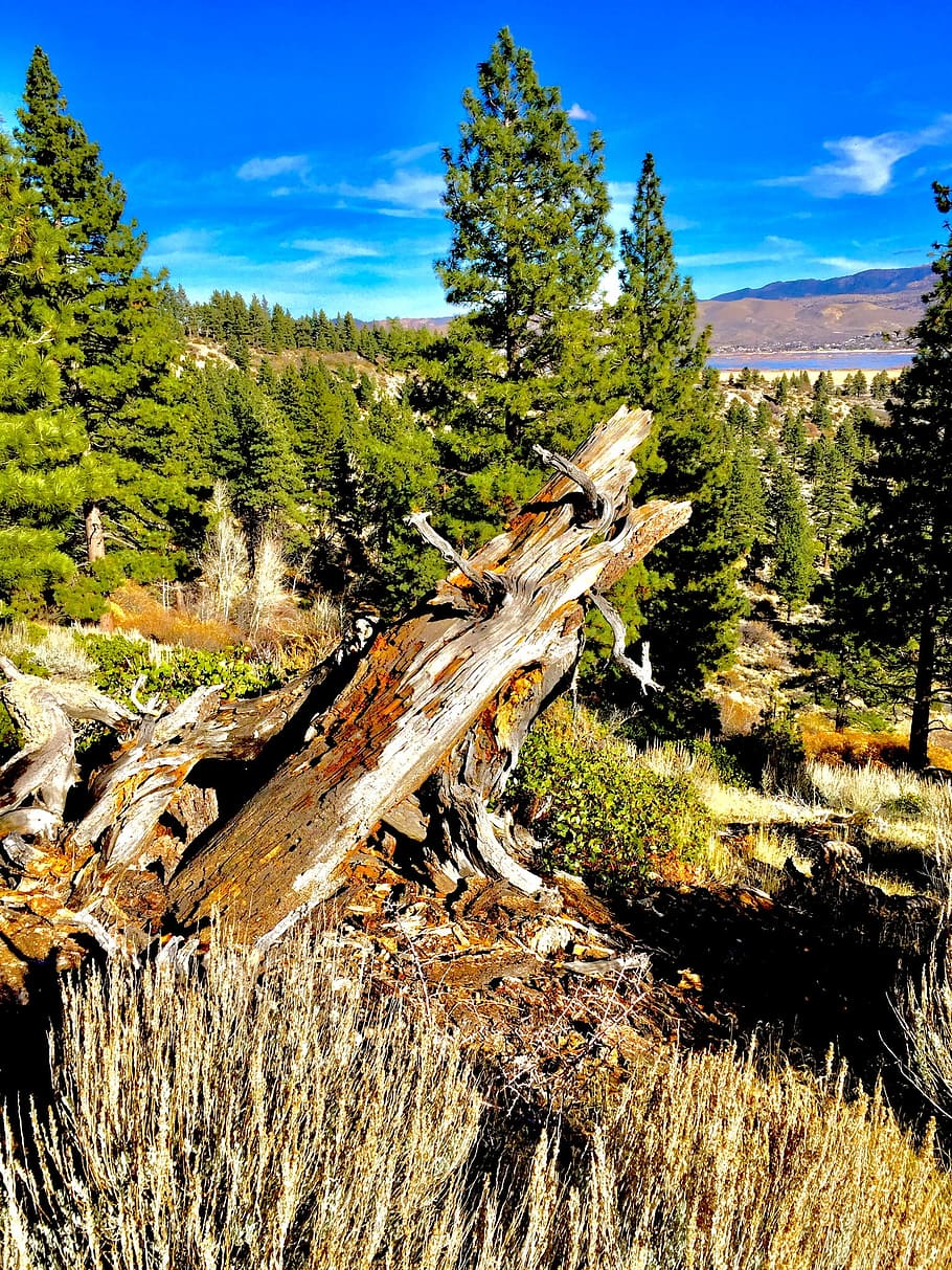 Marrone, registro degli alberi, Pino, cielo blu, nuvole, luce del giorno, ambiente, foresta, erba, verde, paesaggio, le foglie, montagne, natura, fotografia naturalistica, all'aperto, rurale, panoramico, estate, alberi, boschi, pianta, albero, la tranquillità, scena tranquilla, terra, nessuno, bellezza nella natura, cielo, giorno, crescita, scenics - natura, campo, luce del sole, scena non urbana, colore verde, legna, abbaiare, 1080P