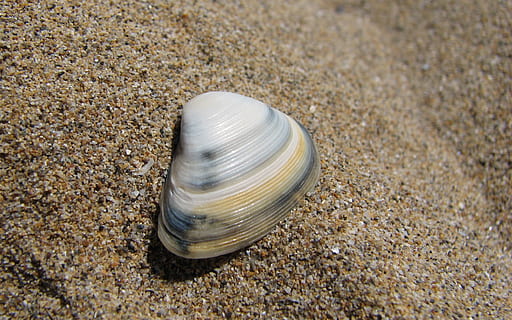 mušle, mořské mušle, námořní, shell, oceán, tropický, písek, textura, pobřežní čára, vodní, přírodní, makro, detail, zvířecí shell, pláž, zvířat, zvířata ve volné přírodě, přistát, Příroda, nikdo, zvíře, den, texturou, přírodní vzor, krása v přírodě, vysoký úhel pohledu, slunečního světla, moře, venku, štěrk, oblázek, 1080P, CC0, veřejná doména, bez autorských práv