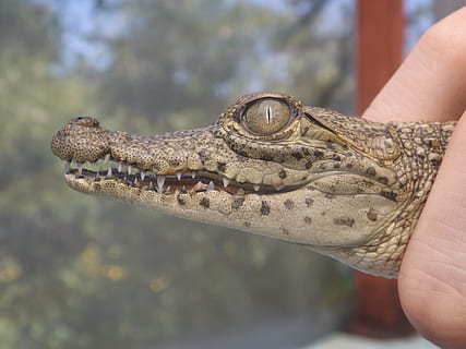 krokodilas, kubas, Meksika, žmogaus ranka, žmogaus kūno dalis, ranka, ropliai, vienas gyvūnas, vienas asmuo, gyvūnų gyvūnija, kūno dalis, realūs žmonės, gyvūnams, sutelkti dėmesį į naujas žinias, gyvūnų kūno dalis, stuburiniai, Iš arti, ūkyje, neatpažįstamas asmuo, pirštu, burną atidaryti, gyvūnų dantys, žmogaus galūnės, gyvūnų burną, 4K, CC0, Viešasis domenas, nemokamai