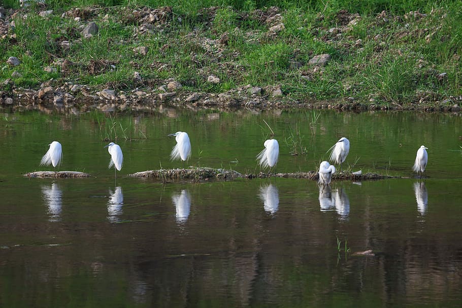 fotografia, ramat, ocells, cos, aigua, hern, corrents, trencar, rierol, naturalesa, nou, animal, ocell, animals a la natura, temes d'animals, fauna animal, grup d’animals, llac, reflexió, cap gent, vertebrats, dia, Color blanc, planta, bellesa a la natura, davant del mar, tranquil·litat, color verd, a l'aire lliure, 5K