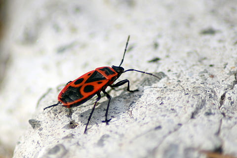 insetto, avvicinamento, antenna, natura, europeo, invertebrato, macro, Pyrrhocoridae, pyrrhocoridae apterus, rosso, un animale, animali allo stato selvatico, temi animali, fauna selvatica, giorno, animale, messa a fuoco selettiva, nessuno, all'aperto, roccia, solido, roccia - oggetto, parte del corpo animale, ala animale, antenna animale, scarafaggio, farfalla - insetto, 2K, CC0, dominio pubblico, privo di copyright