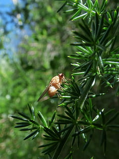 Mosca della frutta, ceratitis capitata, ditteri, pianta, crescita, bellezza nella natura, natura, colore verde, albero, giorno, avvicinamento, foglia, concentrarsi sulle conoscenze acquisite, nessuno, parte vegetale, animali allo stato selvatico, un animale, fauna selvatica, temi animali, animale, messa a fuoco selettiva, all'aperto, invertebrato, Pino, ago - parte vegetale, albero di conifere, 1080P, CC0, dominio pubblico, privo di copyright