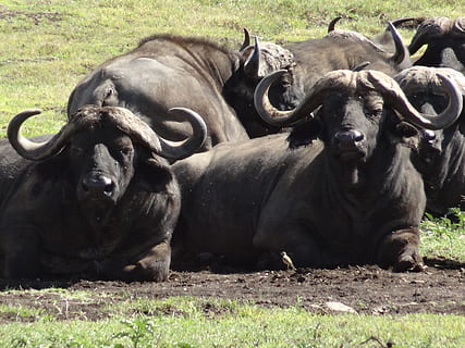 búfalo, Veja, lama, animal, búfalo africano, animais selvagens, animais de safári, natureza, África, búfalo Marinho, mamífero, animais em estado selvagem, este de África, com chifres, Ásia, ao ar livre, Tanzânia, reserva natural, gnu, temas animais, ninguém, dia, grupo de animais, vertebrado, campo, terra, animais domésticos, pecuária, pets, doméstico, relaxamento, grama, plantar, herbívoro, rebanho, 2K, CC0, domínio público, royalty free