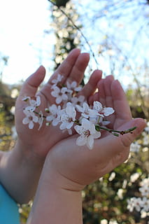 flors, cirera, manualitat, primavera, mà humana, mà, part del cos humà, planta, una persona, celebració, arbre, flor, persones reals, planta amb flors, centrar-se en primer pla, dia, frescor, primer pla, vulnerabilitat, part del cos, perspectiva personal, naturalesa, persona irreconeixible, fragilitat, dit, a l'aire lliure, flor de cirerer, cap de flor, extremitat humana, 5K, CC0, domini públic, lliure de regalies