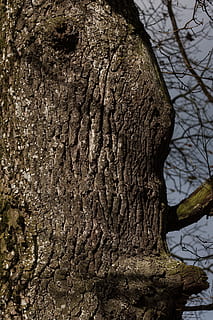 boom, schors, eik, oude eik, groot, laag, Bos, dode plant, het beste, schors blaffen, bruin, natuur, weven, knothole, boomstam, romp, fabriek, getextureerde, dag, detailopname, geen mensen, ruw, hout - materiaal, tak, focus op de voorgrond, patroon, buitenshuis, plantenschors, groei, natuurlijk patroon, land-, 4K, CC0, publiek domein, royaltyvrij