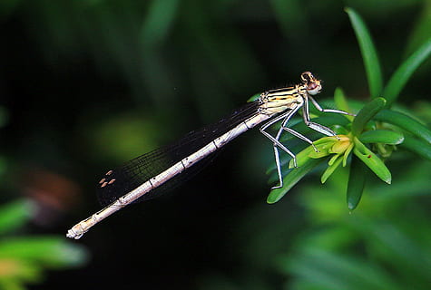 Libelle, schließen, Insekt, Auge, Kreatur, Abdomen, Stangenlibelle, Flügel, Natur, Tier, Tierwelt, Nahansicht, Sommer-, Tierflügel, Tierthemen, wirbellos, ein Tier, Tiere in freier Wildbahn, Fokus auf den Vordergrund, Pflanze, keine Leute, Damselfly, draußen, in voller Länge, grüne Farbe, Schönheit in der Natur, Tierkörperteil, Pflanzenteil, 1080P, CC0, gemeinfrei, lizenzfrei