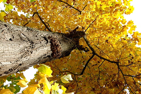 Natur, Baum, Krone, Licht, Baum, Krone, Laubbaum, ein Tier, Tierthemen, Tierwelt, keine Leute, Nahansicht, Tiere in freier Wildbahn, Gelb, Pflanze, Blume, Wachstum, Tier, wirbellos, Schönheit in der Natur, Insekt, blühende Pflanze, Zerbrechlichkeit, Tag, Verletzlichkeit, draußen, Veränderung, Blütenkopf, 2K, CC0, gemeinfrei, lizenzfrei