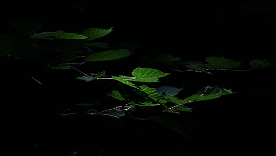 hojas, ligero, oscuro, vago, verde, negro, bosque, hoja, naturaleza, luz de fondo, brillar a través de, hoja y sombra, planta, parte de la planta, nadie, color verde, crecimiento, noche, fondo negro, frescura, comida y bebida, foto de estudio, de cerca, comida, al aire libre, tierra, vista de alto ángulo, 5K, CC0, dominio público, libre de derechos