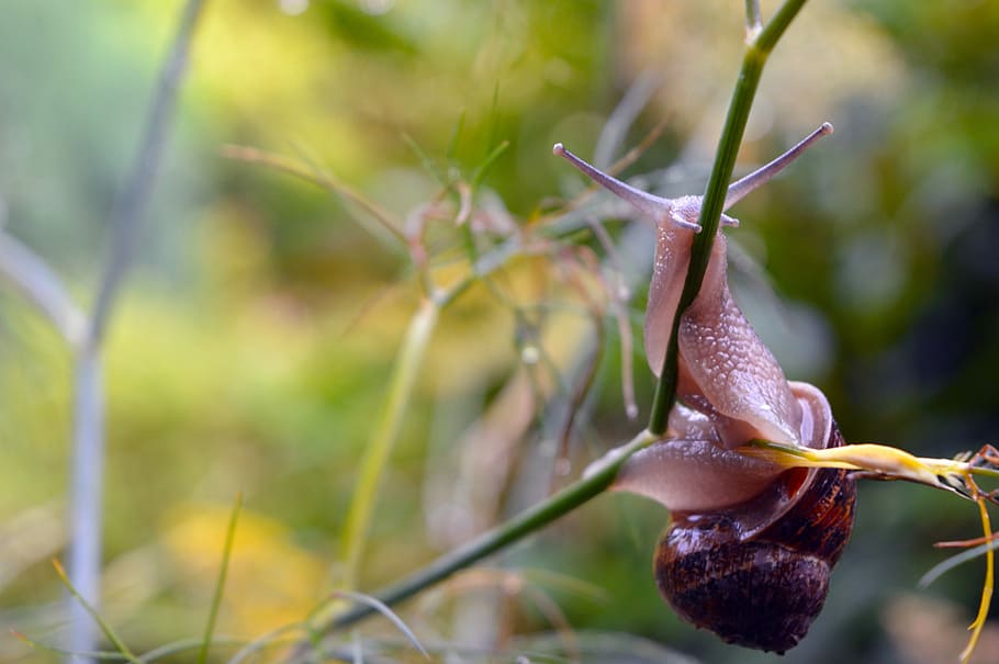 cargol, lent, jardí, shell, naturalesa, animal, espiral, marró, viscós, invertebrat, llim, bonic, vida salvatge, moviment, planta, un animal, primer pla, a l'aire lliure, dia, gasteròpode, fauna animal, temes d'animals, mol·lusc, centrar-se en primer pla, animals a la natura, cap gent, creixement, bellesa a la natura, slug, humit, enfocament selectiu, pluja, 5K