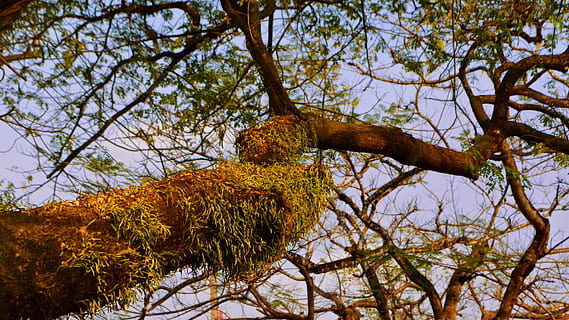 træ, aften, under, grøn, sæson, forår, himmel, Brun, natur, skygge, lys, orange, blå, afdeling, top, magenta, blad, bregne, tropisk, plante, lav vinkel visning, ingen mennesker, vækst, dag, efterår, lave om, ro, udendørs, skønhed i naturen, skyfri himmel, dyr, dyreliv, Skov, dyre temaer, et dyr, økosystem, 1080P, CC0, offentligt domæne, royaltyfrie