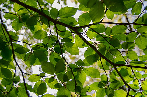green leafed tree, leafs, spring, green, fresh, beech, branch, eco, environment, natural, nature, foliage, earth, growth, tree, life, leaf, plant part, green color, plant, beauty in nature, low angle view, day, no people, one animal, white color, animal themes, animal, vertebrate, outdoors, bird, sunlight, leaves, 4K, CC0, public domain, royalty free