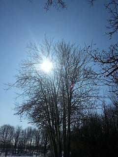 Baum, Wintersonne, Landschaft, Sonne, Natur, Winter, Himmel, draußen, Pflanze, Flachwinkelansicht, kahler Baum, Ruhe, Ast, keine Leute, klarer Himmel, Schönheit in der Natur, Tag, Sonnenlicht, Szenen - Natur, Silhouette, ruhige Szene, Wachstum, Land, Linseneffekt, 2K, CC0, gemeinfrei, lizenzfrei
