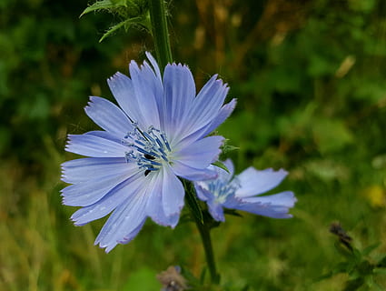 Chicoree, Käfer, Blume, Natur, Wachstum, Blütenblatt, Blütenkopf, lila, blühende Pflanze, Zerbrechlichkeit, Pflanze, Verletzlichkeit, Frische, Schönheit in der Natur, Nahansicht, Blütenstand, Blau, Pollen, Fokus auf den Vordergrund, keine Leute, Tag, draußen, 4K, CC0, gemeinfrei, lizenzfrei