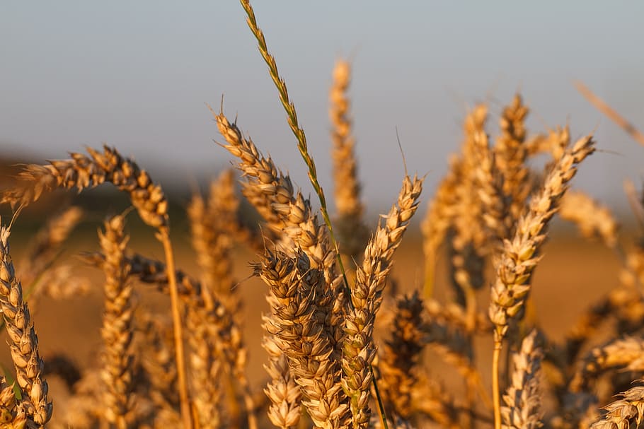 camp de blat de moro, gra, blat, Espiga, agricultura, tancar, sol, cereals, camp de blat, or, collita, madura, menjar, planta de cereals, cultiu, planta, camp, creixement, menjar i beguda, paisatge, escena rural, naturalesa, primer pla, terra, cap gent, cel, ordi, granja, color daurat, medi ambient, orgànic, madur, a l'aire lliure, 1080P