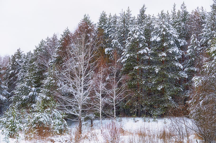 las, śnieg, zimowy, zimowy las, drzewa, Natura, drzewo, śnieżna zima natura, sosna, krajobraz, zimno, Rosja, piękny, zimowy krajobraz, Oddział, zimna temperatura, roślina, piękno natury, wzrost, dzień, scenics - natura, spokój, wylądować, żadnych ludzi, scena pozamiejska, pokrycie, spokojna scena, mrożony, na dworze, drzewo iglaste, lesisty teren, lasy sosnowe, 4K