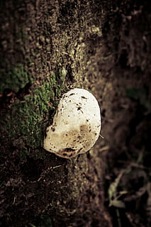 ciuperca, copac, vegetal, trompă, natură, latra, peisaje, trunchi de copac, trunchiuri fungi, mușchi, ramuri, verde, copaci, turism, pădure, pin, lemn, ecologie, plantă, a închide, ciupercă, teren, nici o persoana, alimente, creştere, camp, zi, selectiv, să se concentreze asupra primelor elemente, în aer liber, mancare si bautura, 5K, CC0, domeniu public, fără drepturi de autor