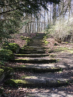 escaliers, forêt, progressivement, chemin forestier, paysage, monter, ambiance, romantique, idyllique, mousse, arbre, plante, la voie à suivre, direction, terre, la nature, escalier, sentier, personne, tranquillité, croissance, journée, scène tranquille, marches et escaliers, en plein air, beauté dans la nature, lumière du soleil, architecture, vide, perspective décroissante, 4K, CC0, domaine public, libre de droits