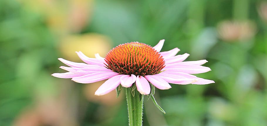 porpra, flor petalada, florir, barret per al sol, pallida, echinacea, flor, estiu, naturalesa, rosa, flora, planta, planta ornamental, bonic, cansat, planta de jardí, sonnenhut translúcid, composites, barret de sol rosa, capçal rosa eriçó, flor rosa, fragilitat, pètal, bellesa a la natura, cap de flor, creixement, frescor, primer pla, planta amb flors, inflorescència, pol·len, color rosa, vulnerabilitat, centrar-se en primer pla, coneflower, cap gent, primavera, a l'aire lliure, jardí ornamental, llit de flors, 4K