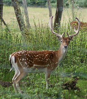 hirsch, bosc, salvatge, scheu, animal, cornamenta, vida salvatge, cérvol, naturalesa, animals a la natura, mamífer, a l'aire lliure, antílop, temes d'animals, fauna animal, un animal, planta, vertebrats, terra, herba, camp, dia, de peu, cap gent, cornut, animals domèstics, herbívors, 1080P, CC0, domini públic, lliure de regalies