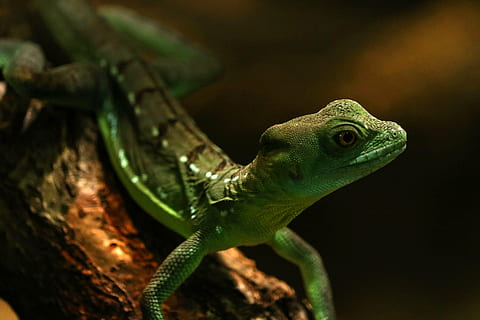 selektiv, fokus fotografering, grøn, firben, gekko, Zoo, krybdyr, terrarium, klatre, dag gecko, opmærksomhed, natur, dyr, væsen, urtier, farve, vægt, eksotisk, tropisk, tæt, dyre temaer, et dyr, dyreliv, dyr i naturen, hvirveldyr, grøn farve, tæt på, ingen mennesker, afdeling, træ, dyr kropsdel, kamæleon, dag, udendørs, dyr hoved, dyre skala, leguan, 5K, CC0, offentligt domæne, royaltyfrie