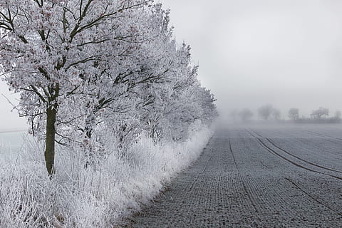 vinter, vinterlige, sne, felt, felt, is, træer, sne, Mark, is, snedækket, kold, natur, koldtemperatur, frost, vejr, træ, Frosset, sæson, tåge, hvid, udendørs, landskab, ingen mennesker, kold temperatur, transportmidler, plante, miljø, skønhed i naturen, scenics - natur, ro, rolig scene, vej, jord, hvid farve, landlige scene, dag, ekstremt vejr, sner, snestorm, treelined, 5K, CC0, offentligt domæne, royaltyfrie