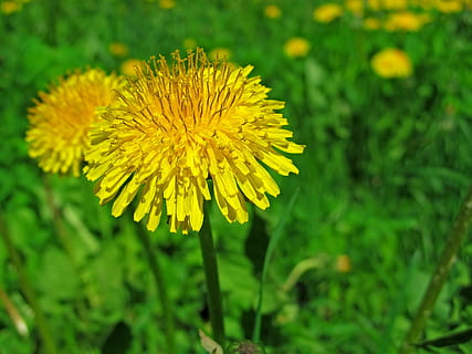 printemps, peut, herbe, pissenlit, légumes verts, la nature, fleur, plante à fleurs, plante, jaune, croissance, beauté dans la nature, fragilité, fraîcheur, vulnérabilité, fermer, tête de fleur, pétale, inflorescence, se concentrer sur le premier plan, couleur verte, champ, terre, personne, en plein air, pollen, 4K, CC0, domaine public, libre de droits