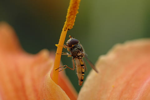 Biene, Makro, Blume, Orange, Insekt, Tierthemen, Tierwelt, wirbellos, Tier, ein Tier, Tiere in freier Wildbahn, Nahansicht, menschliches Körperteil, selektiver Fokus, Hand, menschliche Hand, Ameise, Körperteil, Natur, Tag, eine Person, Finger, menschlicher Finger, draußen, kriechen, klein, 2K, CC0, gemeinfrei, lizenzfrei