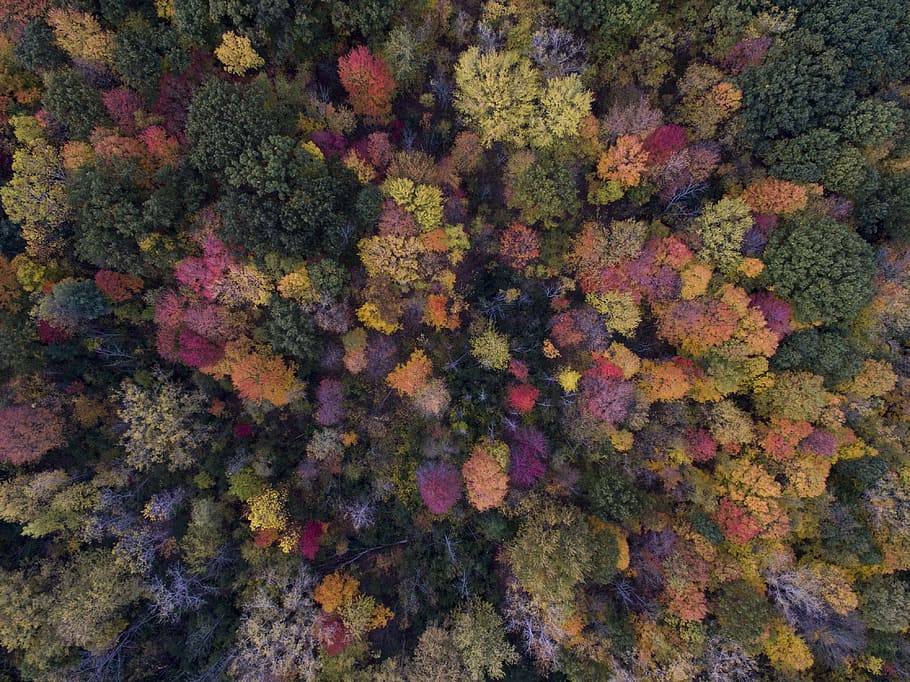pták, Foto pohled, zelená, listoval, stromy, rozmanité listy, strom, les, Příroda, textura, nachový, celý rám, pozadí, nikdo, vícebarevné, rostlina, den, vzor, růst, krása v přírodě, podzim, detail, texturou, změna, vysoký úhel pohledu, venku, umění a řemesla, hojnost, rostlinné části, lišejník, čistý, 4K