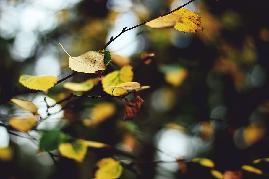 superficiale, fotografia a fuoco, giallo, le foglie, foto chiusa, foglia, ramo, messa a fuoco, albero, autunno, all'aperto, al di fuori, natura, ventoso, vento, soffio, parte vegetale, pianta, modificare, bellezza nella natura, concentrarsi sulle conoscenze acquisite, avvicinamento, nessuno, giorno, messa a fuoco selettiva, crescita, vulnerabilità, asciutto, fragilità, condizione naturale, collezione autunnale, 4K