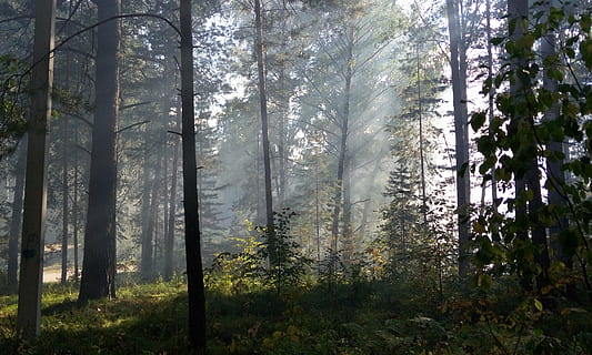 auringon säteet, metsä, valo, päivä, säteet, aamu, puu, kasvi, maa, kauneus luonnossa, kasvu, puun runko, tyyneys, runko, rauhallinen kohtaus, maisemat - luonto, luonto, ei-kaupunkikuvia, ei ihmisiä, ympäristö, maisema, sumu, ulkona, 4K, CC0, public domain, rojaltivapaa