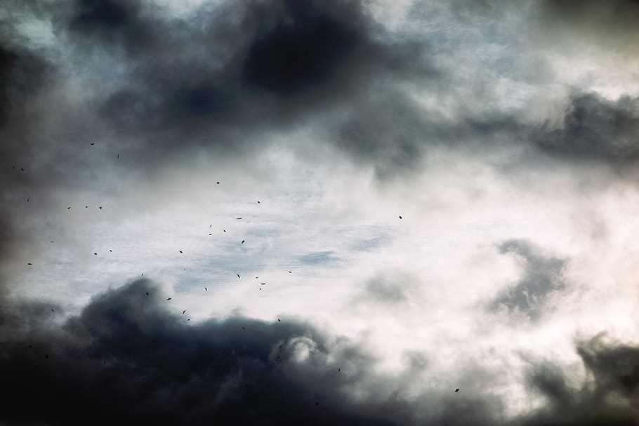 natur, mørk, himmel, skyer, hvid, sort, aske, sky - himmel, fugl, dyre temaer, hvirveldyr, dyr, storm, cloudscape, skønhed i naturen, flyvende, dyr i naturen, overskyet, storm sky, dyreliv, scenics - natur, dramatisk himmel, gruppe af dyr, ingen mennesker, udendørs, flok af fugle, ildevarslende, 1080P