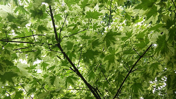 bordo, sai, verde, árvore, Primavera, fresco, plantar, folha, parte da planta, crescimento, cor verde, beleza na natureza, quadro completo, dia, natureza, ninguém, origens, visão de baixo ângulo, frescura, folhagem, ao ar livre, folhagem exuberante, fechar-se, tranquilidade, ramo, bambu - planta, 2K, CC0, domínio público, royalty free