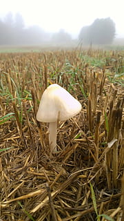Mark, mérges gomba, toadstools, fű, természet, gombaféle, ősz, erdő, közelkép, gomba, növény, évszak, élelmiszer, fehér, föld, mező, növekedés, növényi, nap, nem ember, szépség a természetben, összpontosít az előtérre, tájkép, nyugalom, szabadban, frissesség, felületi szint, 1080P, CC0, közkincs, jogdíjmentes