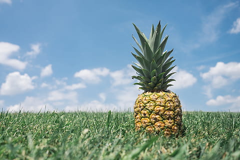 grass, meadow, pineapple, fruit, tropical, food and drink, healthy eating, food, tropical fruit, green color, freshness, plant, nature, sky, field, no people, wellbeing, day, land, cloud - sky, growth, agriculture, outdoors, plantation, 5K, CC0, public domain, royalty free