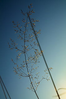 selectiv, focalizare fotografie, verde, plante de frunze, planta frunze verzi, frunze, ramură, cer, primăvară, copac, albastru, toamnă, relaxa, suvenir, cadou, vedere, Vietnam, ceai, boaba de cafea, cafea, vedere unghiulară joasă, cer senin, plantă, natură, nici o persoana, creştere, frumusețe în natură, zi, în aer liber, liniște, spațiu copie, lumina soarelui, parte a plantelor, animale vertebrate, scenice - natura, 4K, CC0, domeniu public, fără drepturi de autor