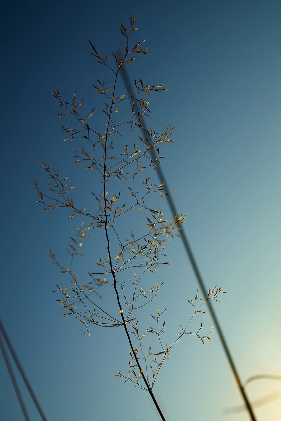 selectiv, focalizare fotografie, verde, plante de frunze, planta frunze verzi, frunze, ramură, cer, primăvară, copac, albastru, toamnă, relaxa, suvenir, cadou, vedere, Vietnam, ceai, boaba de cafea, cafea, vedere unghiulară joasă, cer senin, plantă, natură, nici o persoana, creştere, frumusețe în natură, zi, în aer liber, liniște, spațiu copie, lumina soarelui, parte a plantelor, animale vertebrate, scenice - natura, 4K