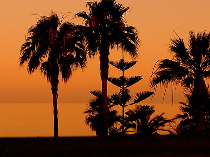 Palmer, solnedgang, strand, nerja, solnedgang, strand, Palme træ, træ, silhuet, tropisk klima, træstamme, himmel, plante, skønhed i naturen, scenics - natur, ro, vækst, rolig scene, natur, orange farve, vand, ingen mennesker, hav, horisont, horisont over vand, jord, udendørs, tropisk træ, palmblad, kokos palme, 2K, CC0, offentligt domæne, royaltyfrie