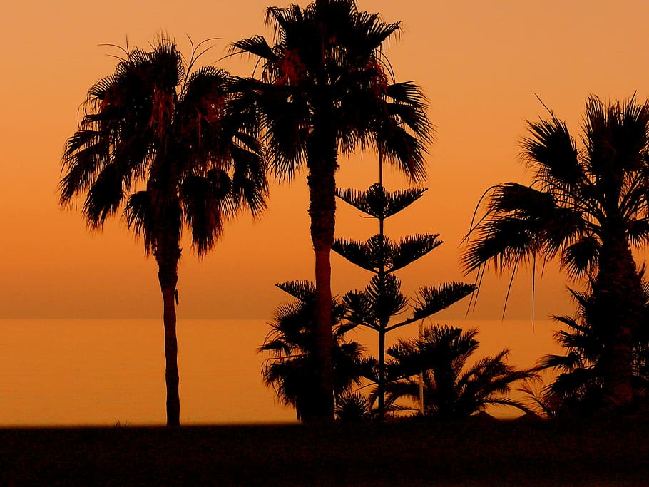 palmeres, posta de sol, platja, nerja, posta de sol, platja, Palmera, arbre, silueta, clima tropical, tronc de l'arbre, cel, planta, bellesa a la natura, escenics - natura, tranquil·litat, creixement, escena tranquil·la, naturalesa, color taronja, aigua, cap gent, mar, horitzó, horitzó sobre l’aigua, terra, a l'aire lliure, arbre tropical, fulla de palma, palmera de coco, 2K