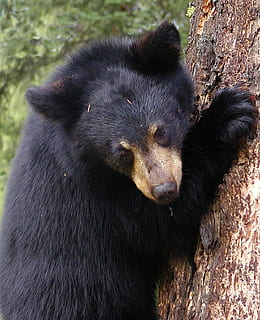 negre, suportar, celebració, arbre, ós, escalada, cub, vida salvatge, animal, salvatge, jove, nadó, pell, ursus, depredador, carnívor, temes d'animals, un animal, mamífer, fauna animal, animals a la natura, vertebrats, cap gent, naturalesa, color negre, a l'aire lliure, dia, relaxació, primer pla, terra, pèl d’animals, cabell, cap d’animals, 720P, CC0, domini públic, lliure de regalies