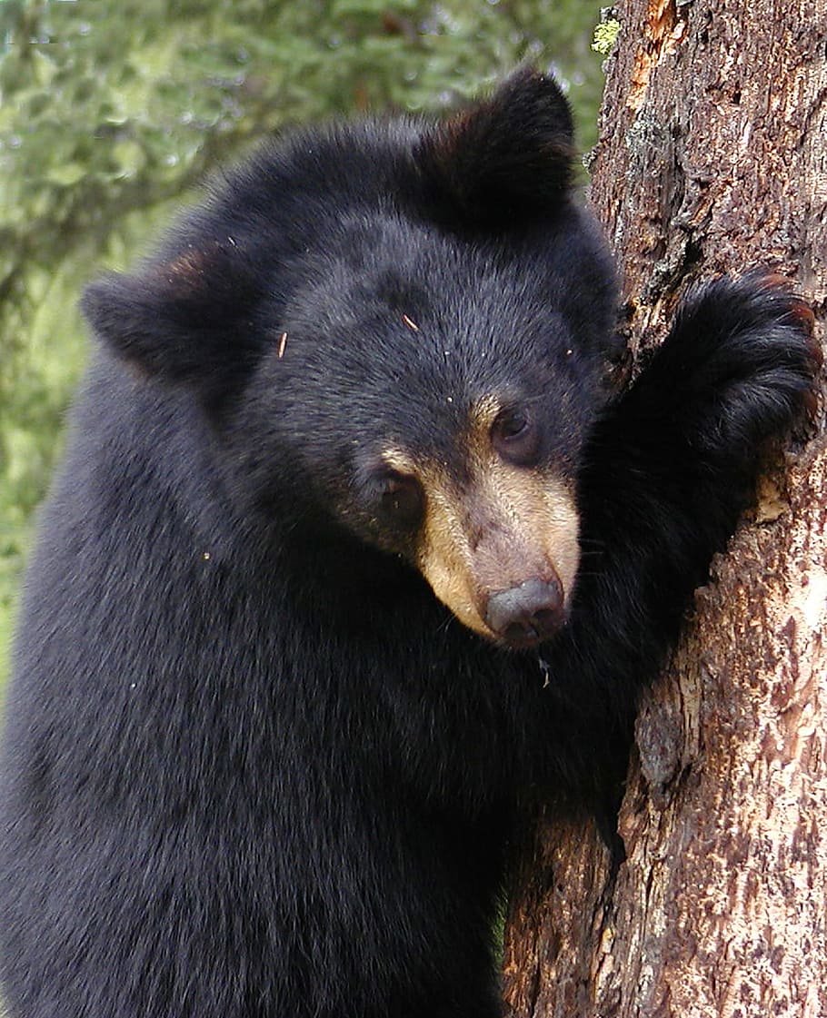 nero, orso, detenzione, albero, orsetto, arrampicata, cucciolo, natura, animale, selvaggio, giovane, bambino, pelliccia, ursus, predatore, carnivoro, temi animali, un animale, mammifero, fauna selvatica, animali allo stato selvatico, vertebrato, nessuno, colore nero, all'aperto, giorno, rilassamento, avvicinamento, terra, peli di animali, capelli, testa di animale, 720P