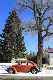 el bicho, clásico, naranja, Volkswagen escarabajo, estacionado, además, alto, verde, árbol, calle, insecto, escarabajo, coche, planta, Vehículo de motor, invierno, vehículo terrestre, nieve, transporte, modo de transporte, naturaleza, temperatura fría, arquitectura, nadie, día, cielo, rama, estructura construida, exterior del edificio, tronco de arbol, Montaña cubierta de nieve, 5K, CC0, dominio público, libre de derechos