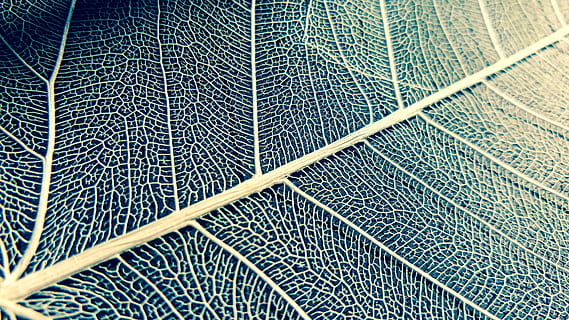 green leaf, leaf, white, structure, texture, nature, plant, pattern, full frame, no people, backgrounds, close-up, day, high angle view, textured, net - sports equipment, connection, outdoors, metal, green color, textile, grid, detail, jeans, 4K, CC0, public domain, royalty free