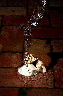 conchiglie, acqua, ze, spruzzo, mattoni, mattone, acqua che cade, nessuno, fauna selvatica, animale, temi animali, animali allo stato selvatico, natura, giorno, avvicinamento, un animale, all'aperto, parete, caratteristica della parete, muro di mattoni, bagnato, vista dall'alto, legno - materiale, pavimentazione in pietra, 4K, CC0, dominio pubblico, privo di copyright